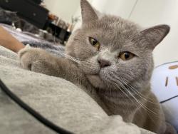Reunited Male Cat last seen Newport ave, Tustin, CA 92780