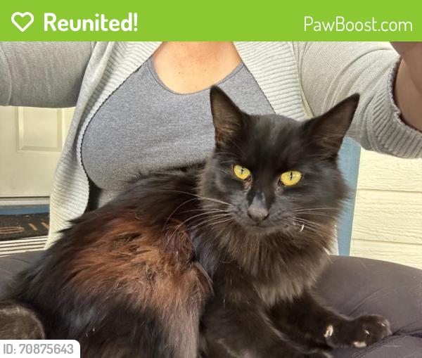 Reunited Unknown Cat last seen Fernald street fremont, Fremont, CA 94539