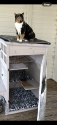 Reunited Female Cat last seen Chapel Hill Rd and Forest View Trl, Douglasville, GA 30135