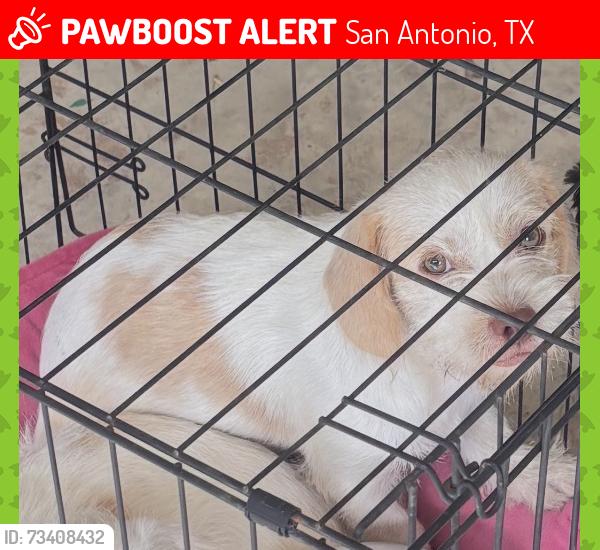 Lost Male Dog last seen timberwood park, San Antonio, TX 78260