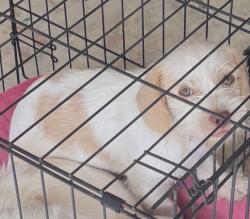 Lost Male Dog last seen timberwood park, San Antonio, TX 78260