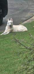 Found/Stray Male Dog last seen Roswell road, Sandy Springs, GA 30328