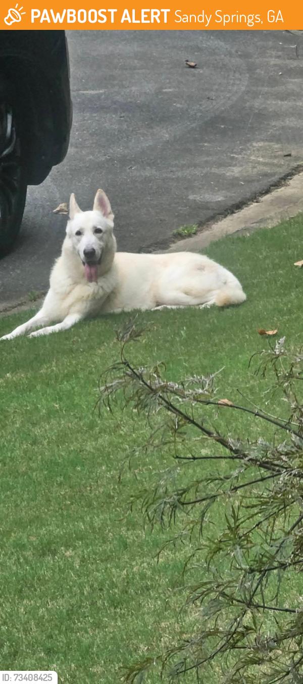 Found/Stray Male Dog last seen Roswell road, Sandy Springs, GA 30328