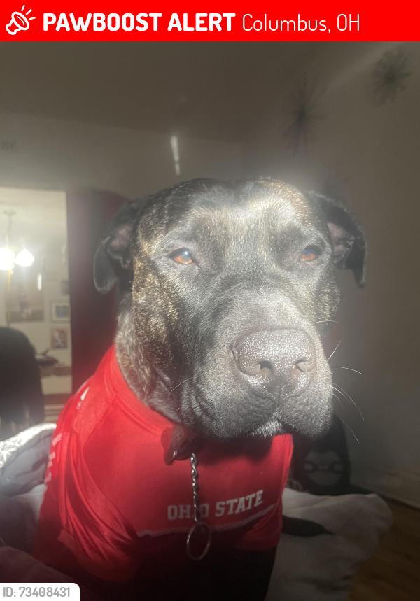 Lost Male Dog last seen Eakin and Eureka, Columbus, OH 43204