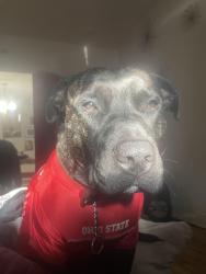 Lost Male Dog last seen Eakin and Eureka, Columbus, OH 43204