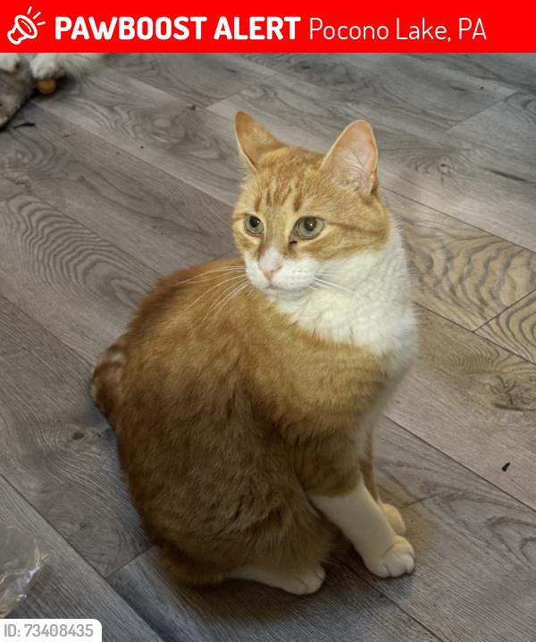 Lost Male Cat last seen Arrowhead Lakes, Locust Ridge Road, Pocono Lake, PA 18347