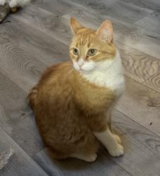 Lost Male Cat last seen Arrowhead Lakes, Locust Ridge Road, Pocono Lake, PA 18347