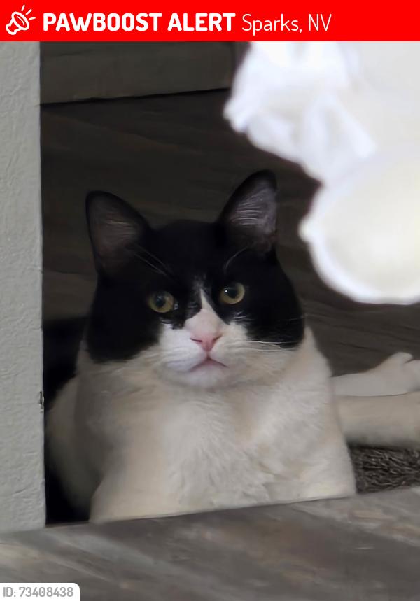 Lost Male Cat last seen Greenbrae, Sparks, NV 89434