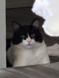 Lost Male Cat last seen Greenbrae, Sparks, NV 89434