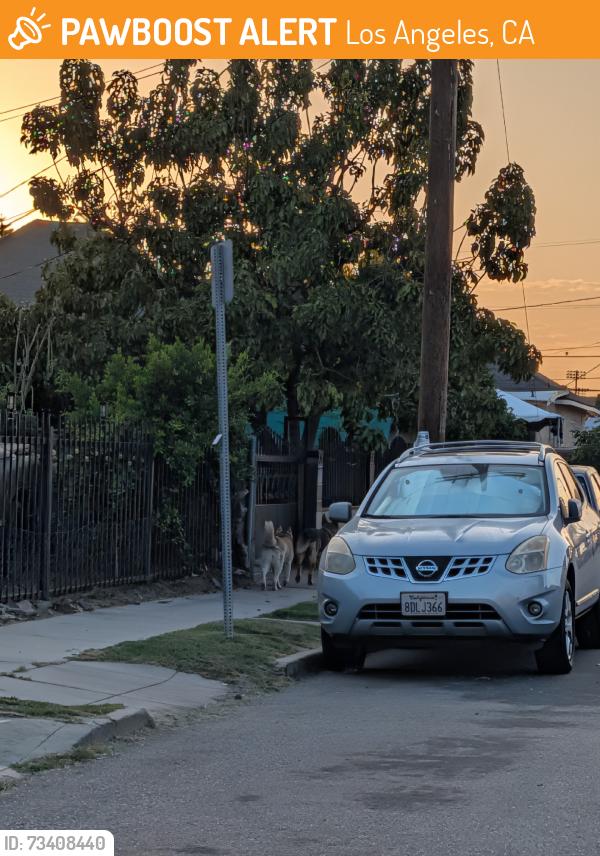 Found/Stray Male Dog last seen 33rd St and long beach, Los Angeles, CA 90011