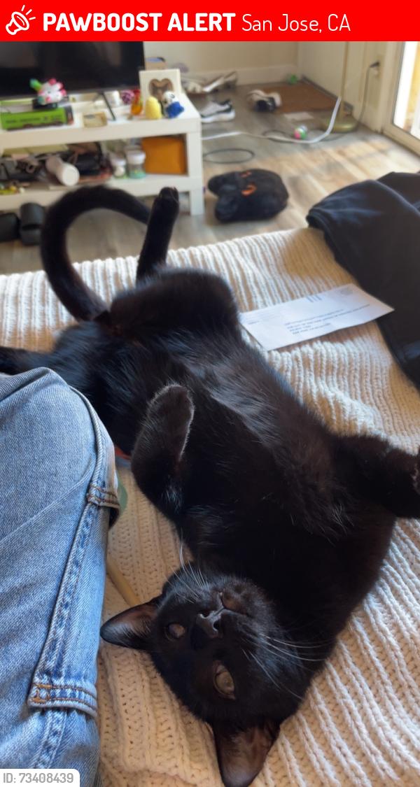 Lost Male Cat last seen Near Lancaster dr, San Jose, CA 95124
