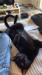 Lost Male Cat last seen Near Lancaster dr, San Jose, CA 95124