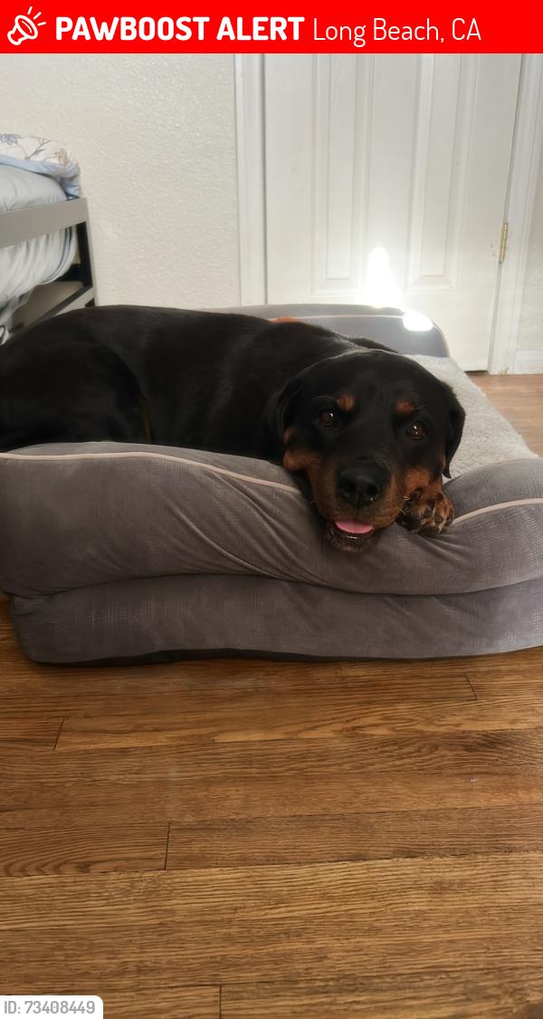 Lost Female Dog last seen Port of long beach, Long Beach, CA 90802