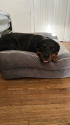 Lost Female Dog last seen Port of long beach, Long Beach, CA 90802