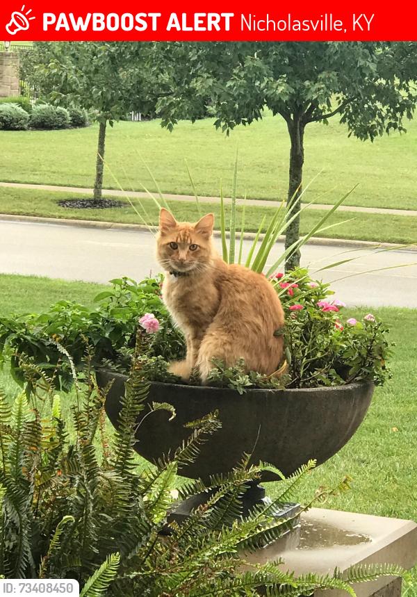Lost Male Cat last seen Keene Trace Neighborhood, Nicholasville, KY 40356