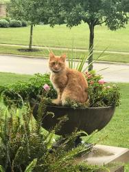 Lost Male Cat last seen Keene Trace Neighborhood, Nicholasville, KY 40356