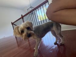 Reunited Female Dog last seen Double Birch, Douglasville, GA 30135