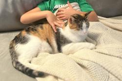Reunited Female Cat last seen Chatman and E. Lake Drive, San Diego, CA 92119