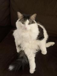 Lost Male Cat last seen Carmack court mercersburg pa, Peters Township, PA 17236