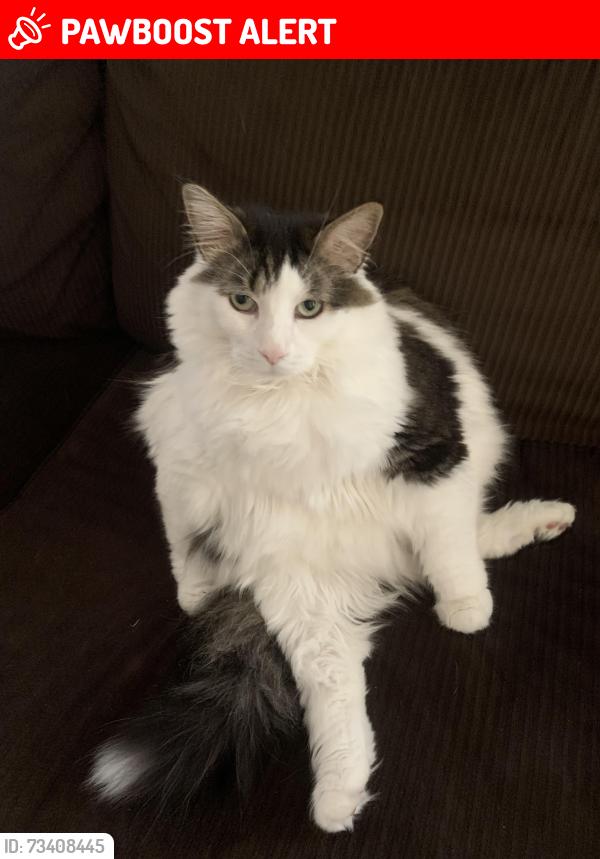 Lost Male Cat last seen Carmack court mercersburg pa, Peters Township, PA 17236
