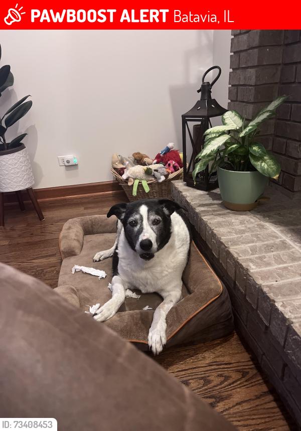 Lost Female Dog last seen BataviaMidfle School Neighborhood, Batavia, IL 60510
