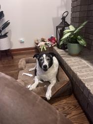 Lost Female Dog last seen BataviaMidfle School Neighborhood, Batavia, IL 60510