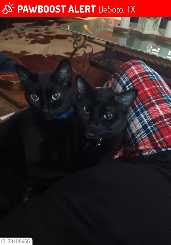 Lost Female Cat last seen Ulr rd and parkerville, DeSoto, TX 75115