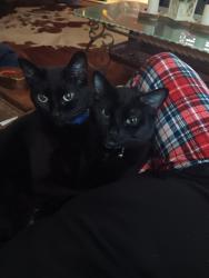 Lost Female Cat last seen Ulr rd and parkerville, DeSoto, TX 75115
