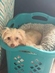 Lost Female Dog last seen Deer Forest Dr off Hwy 16, Pipe Creek, TX 78063