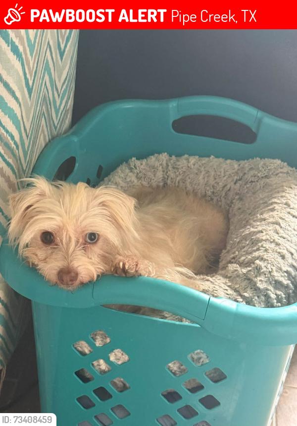 Lost Female Dog last seen Deer Forest Dr off Hwy 16, Pipe Creek, TX 78063
