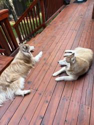 Found/Stray Male Dog last seen My whitney and rock, Big Bear, CA 92314