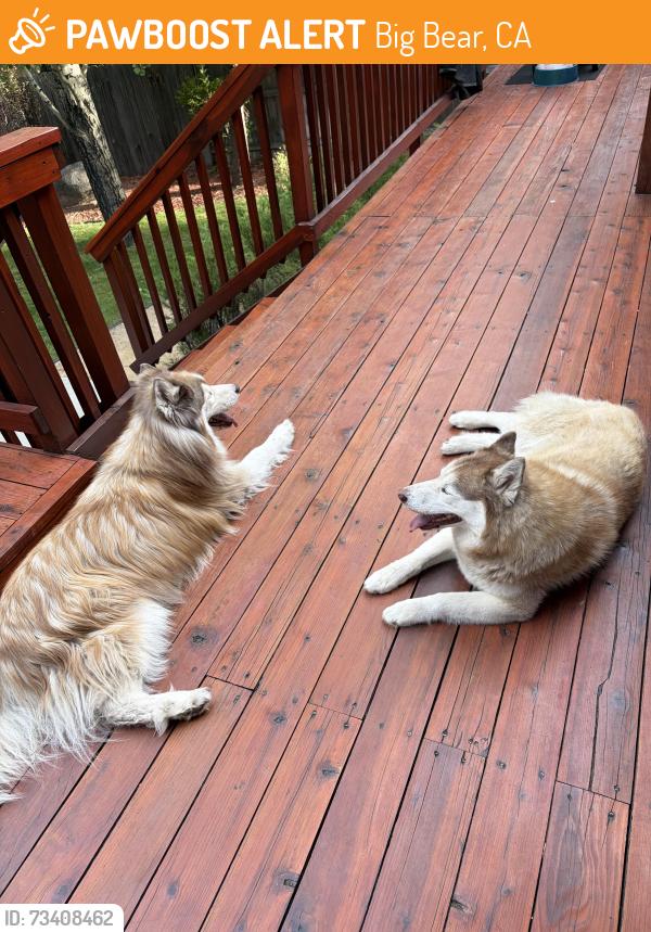 Found/Stray Male Dog last seen My whitney and rock, Big Bear, CA 92314
