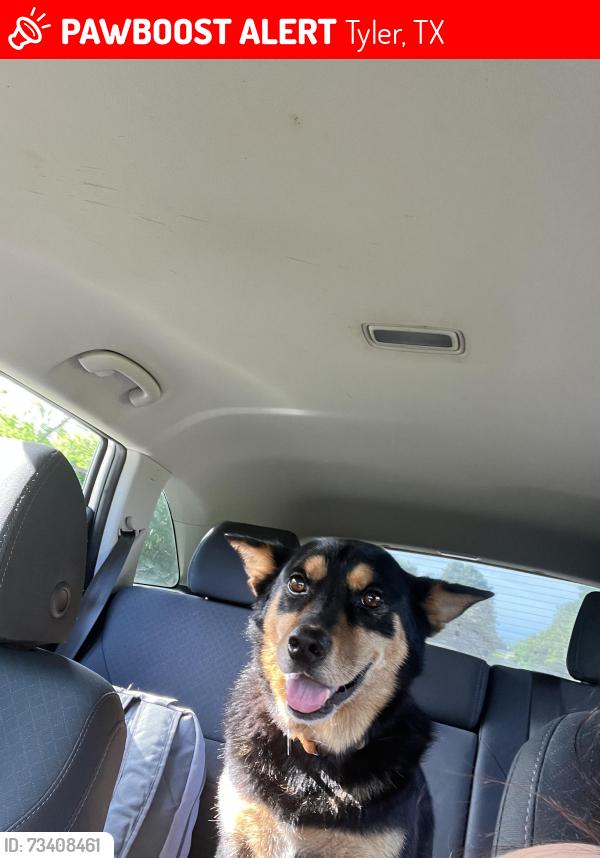 Lost Male Dog last seen Air port on 64, Tyler, TX 75704