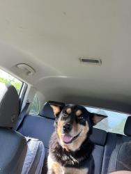 Lost Male Dog last seen Air port on 64, Tyler, TX 75704