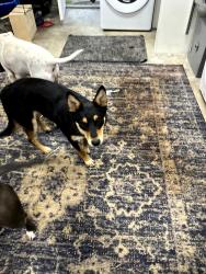 Reunited Female Dog last seen Dog Beach, San Diego, CA 92107