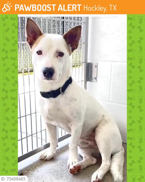 Found/Stray Male Dog last seen Near Block Old Windwill Trl. Hockley Tx 77447, Hockley, TX 77447
