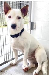 Found/Stray Male Dog last seen Near Block Old Windwill Trl. Hockley Tx 77447, Hockley, TX 77447