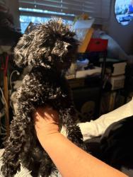 Reunited Female Dog last seen 4th Ave., Cornelius, OR 97113