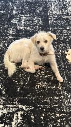 Reunited Male Dog last seen Lasselle st and Iris, Moreno Valley, CA, Moreno Valley, CA 92555