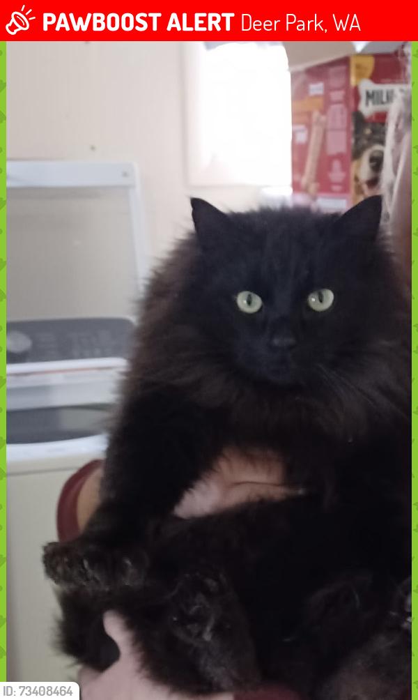 Lost Male Cat last seen Deer Park Airport, Deer Park, WA 99006