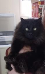 Lost Male Cat last seen Deer Park Airport, Deer Park, WA 99006
