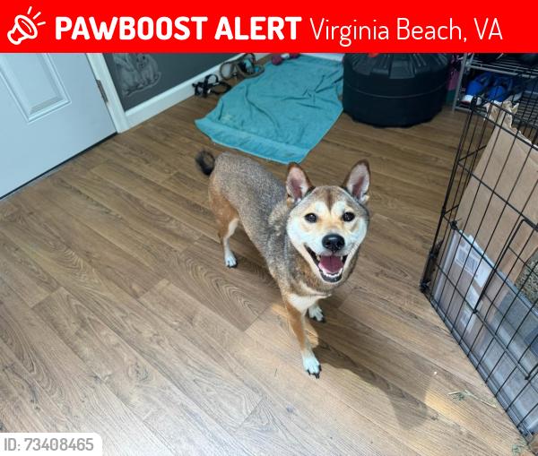 Lost Female Dog last seen Baker rd and Newtown Rd, Virginia Beach, VA 23462