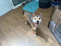 Lost Female Dog last seen Baker rd and Newtown Rd, Virginia Beach, VA 23462