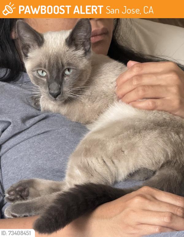 Found/Stray Male Cat last seen Westgate Shopping Center in Saratoga, San Jose, CA 95129