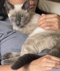 Found/Stray Male Cat last seen Westgate Shopping Center in Saratoga, San Jose, CA 95129