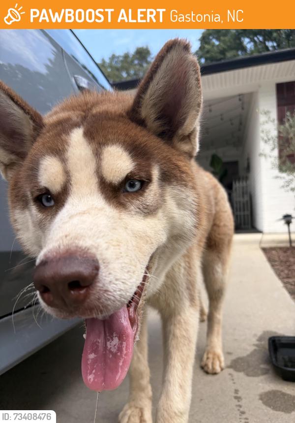 Found/Stray Male Dog last seen New hope rd, Gastonia, NC 28054