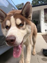Found/Stray Male Dog last seen New hope rd, Gastonia, NC 28054