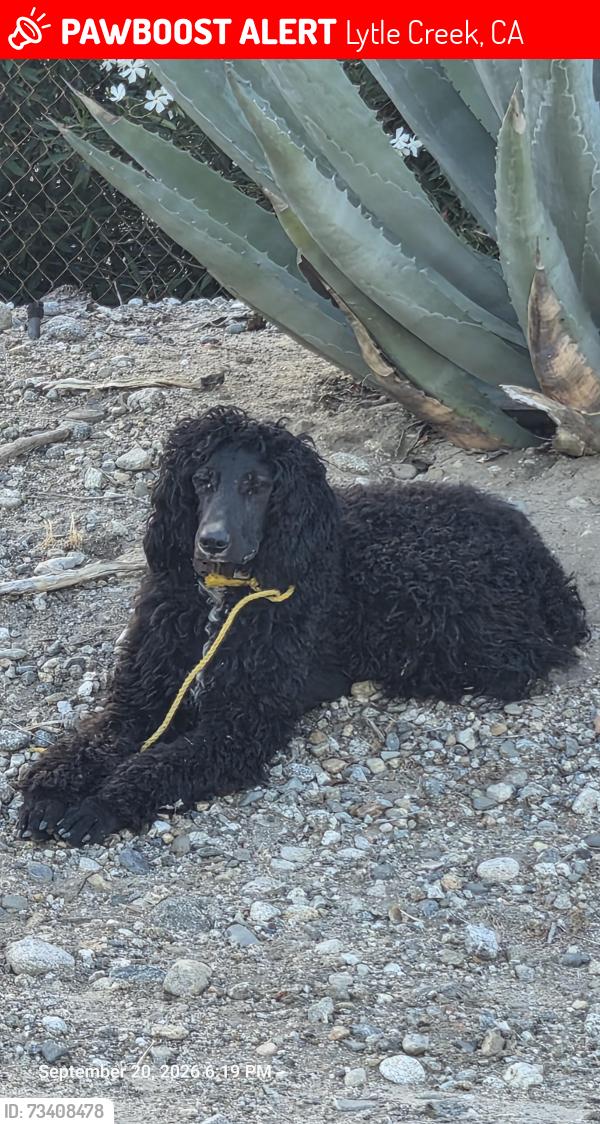 Lost Female Dog last seen Glen Helen Pky/Sierra/Lytle Creek Road, Lytle Creek, CA 92358