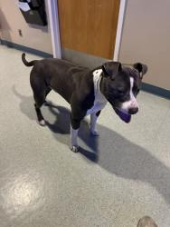 Reunited Male Dog last seen West 10th Street and Verne Roberts Circle, Antioch, CA 94509