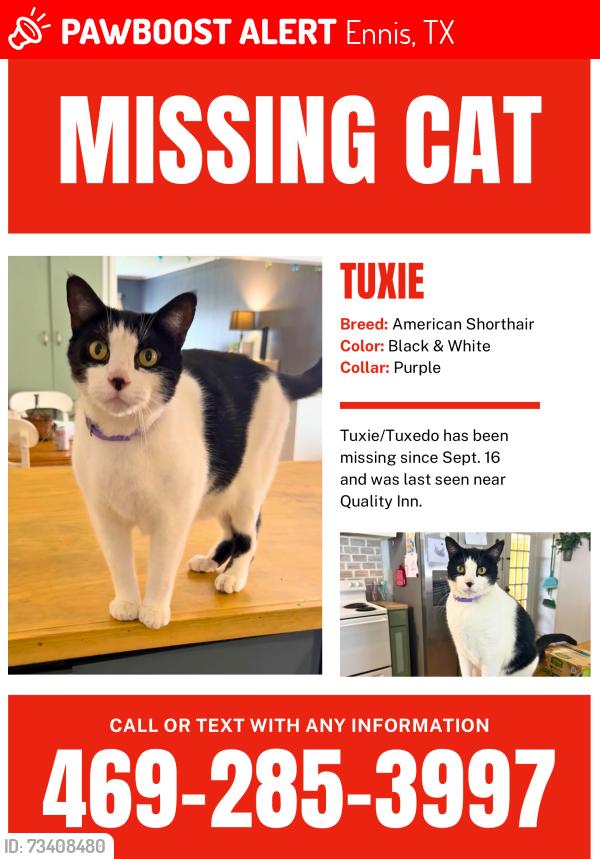 Lost Male Cat last seen Charlie’s, Ennis, TX 75119